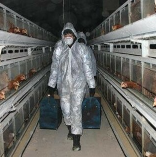 Do you know these on chicken cage is a specialized housing system designed to accommodate poultry