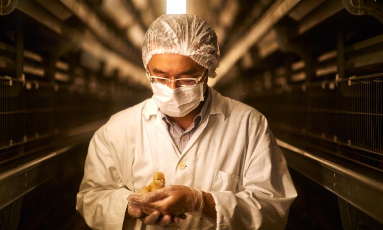 120 birds chicken battery cages are designed to significantly increase egg production per bird compared to traditional farming methods