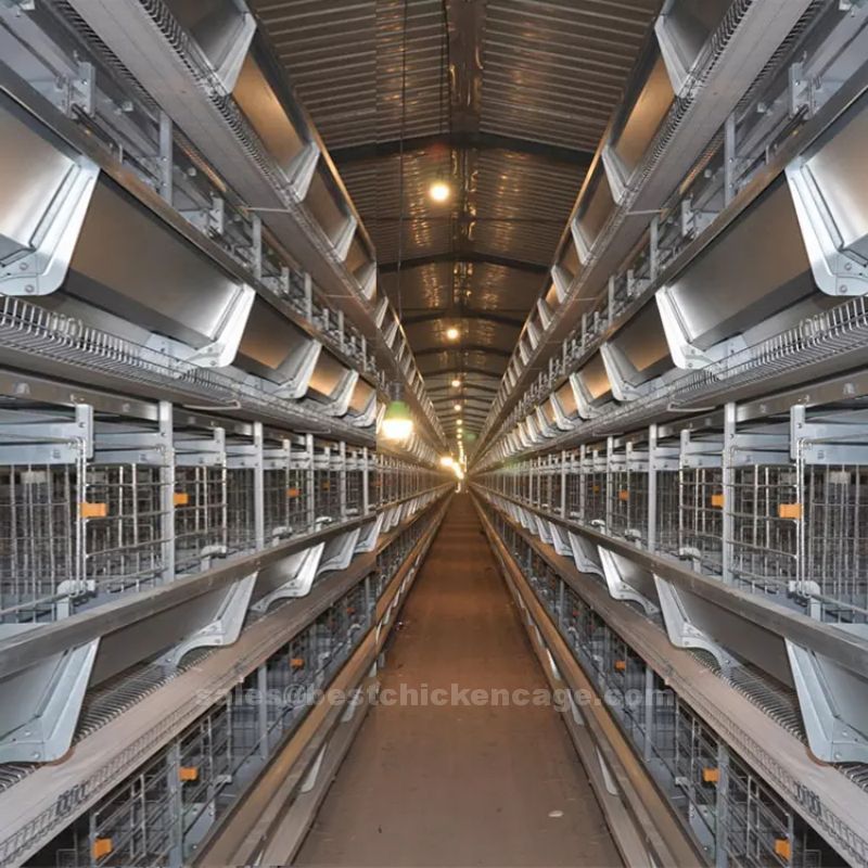 Why cages for laying hens poultry production precautions and preventionsp laying hens required a balanced diet and access to clean