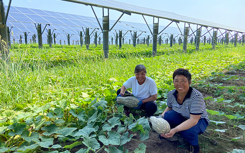 Agricultural photovoltaic complementarity promotes agricultural development