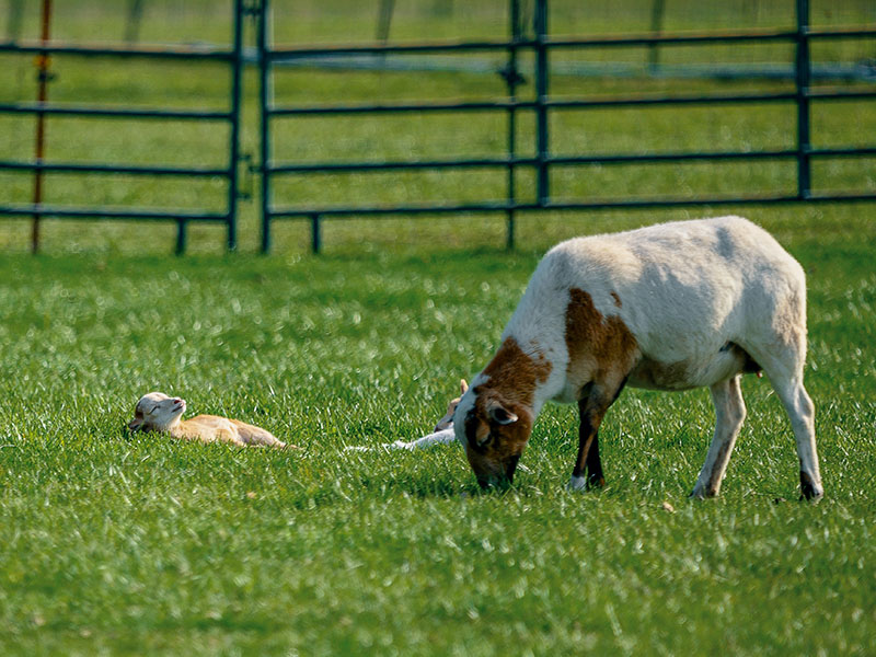 How to choose feed grade silica?