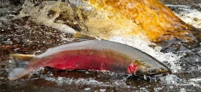 Tire Giants Were Sued  Due to  6PPD