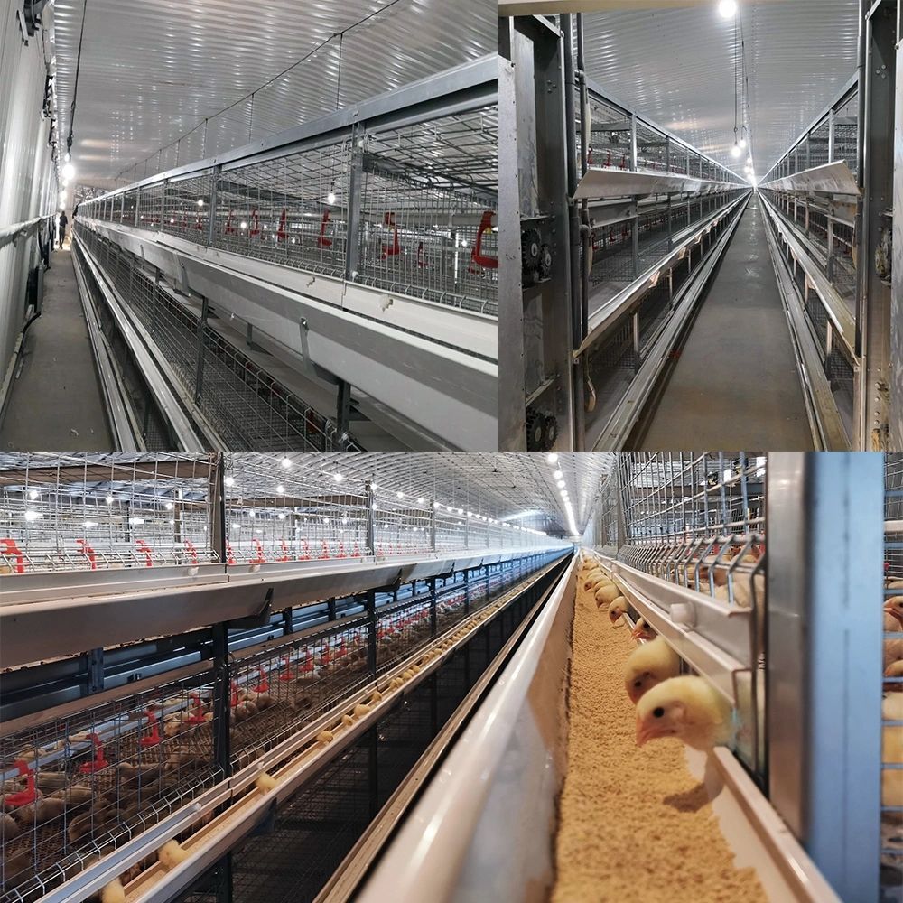 Angola Chicken Farm Poultry House