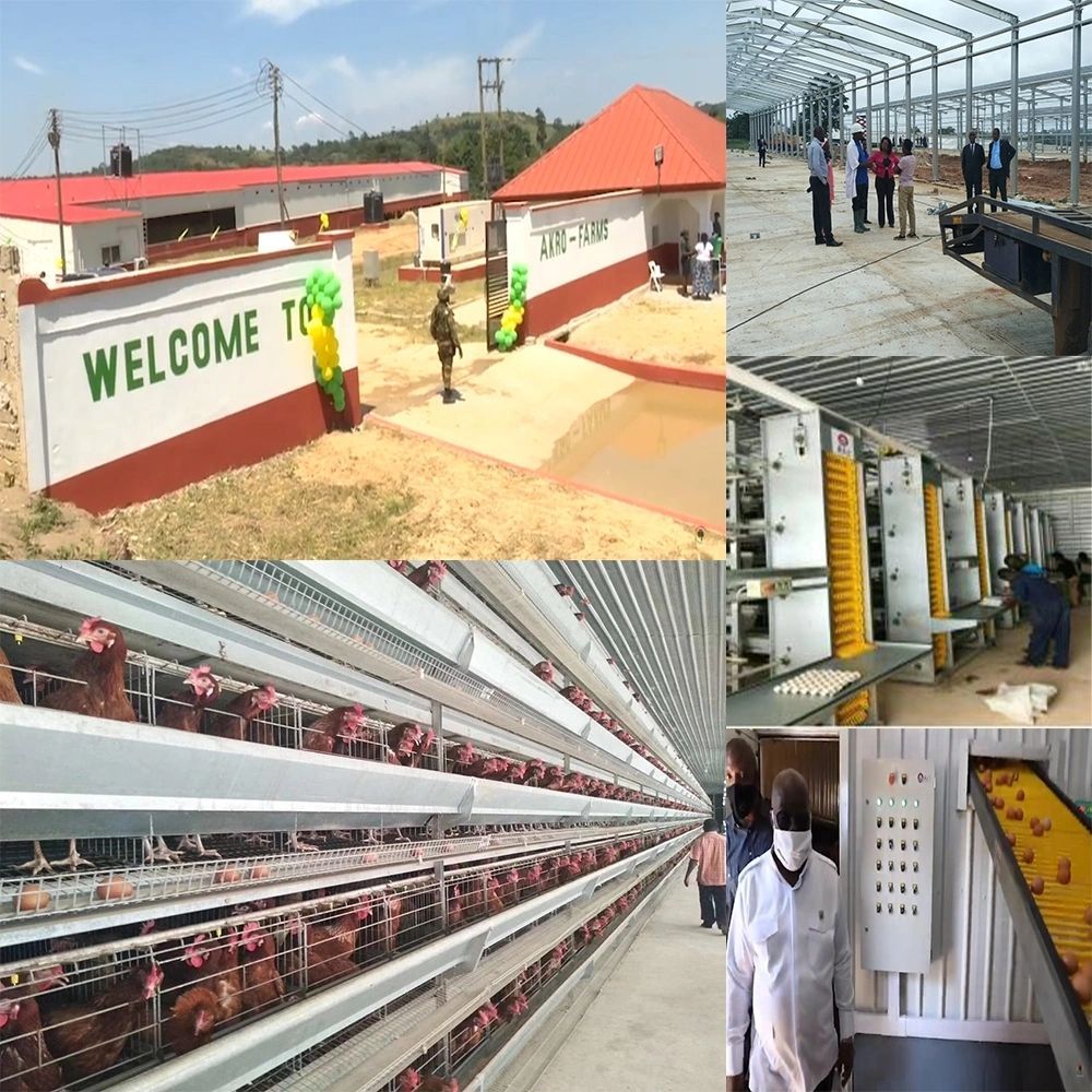 Angola Chicken Farm Poultry House