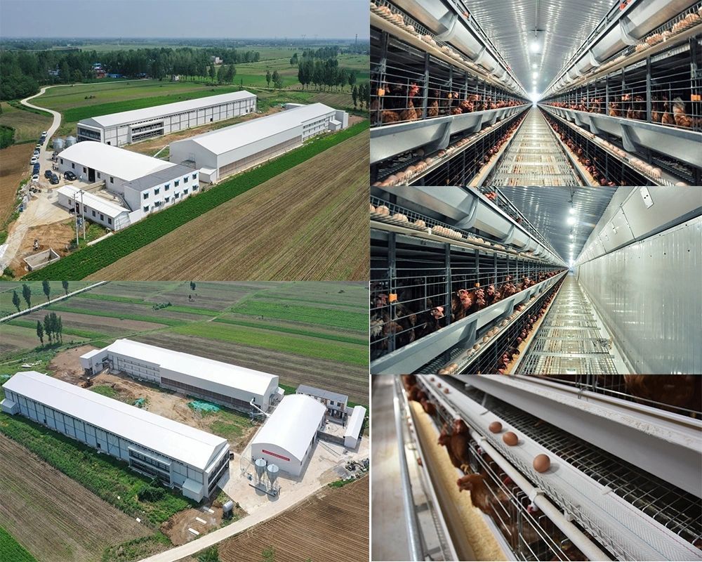 Angola Chicken Farm Poultry House