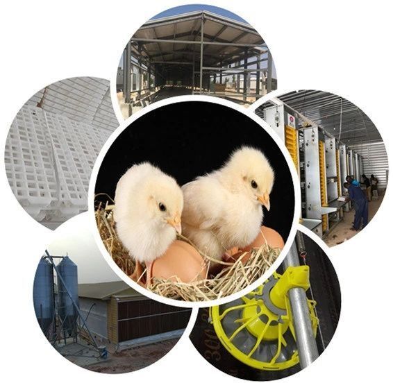 Steel Structure Broiler House 1.jpg