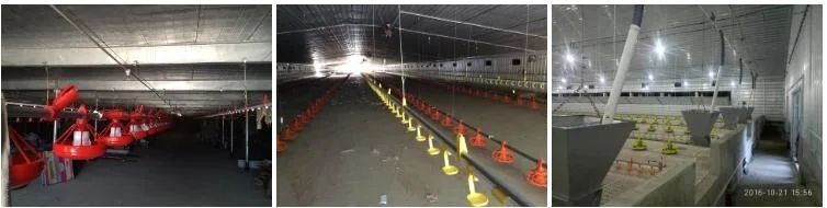 Pre-Fab Chicken Farm Breeder H3.jpg