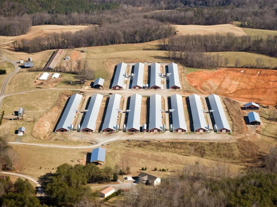 Steel Chicken House/Steel Poultry Shed with Automatic Equipments