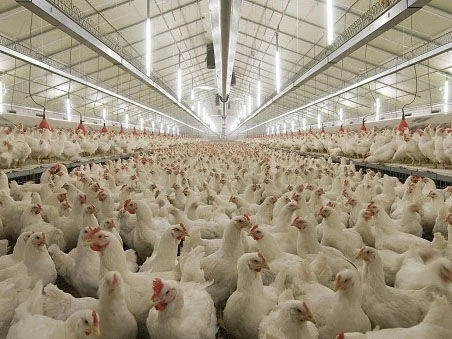 Steel Chicken House/Steel Poultry Shed with Automatic Equipments