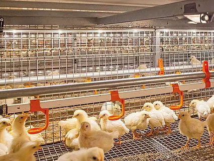 Steel Chicken House/Steel Poultry Shed with Automatic Equipments