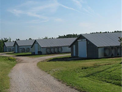 Reasonable Price Steel Frame Shed for Poultry Farm