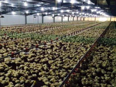 Prefabricated Industrial Galvanized Steel Structure Construction Building Corrosion Resisting Poultry House