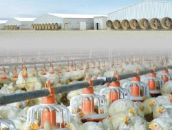 Good Price Prefabricated/ Prefab Light Steel Frame Construction Structure Modular Design Frame Chicken Poultry Farm House