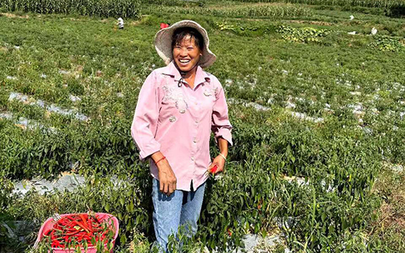 The assistance project helped villagers achieve a good pepper harvest