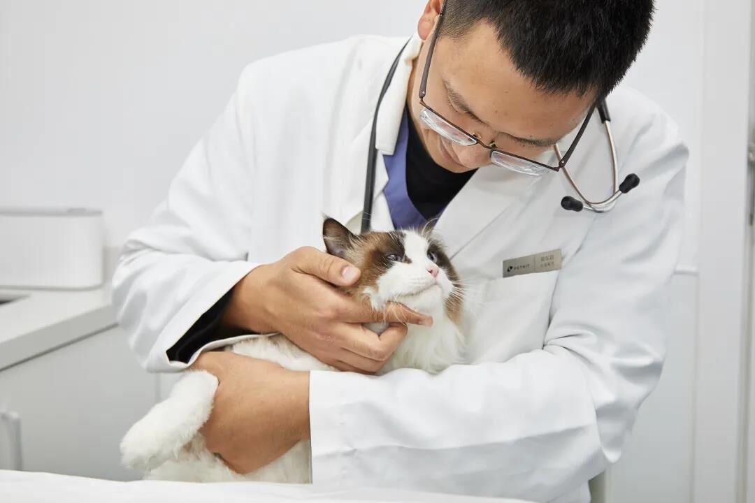 how to use fip injection and pills?