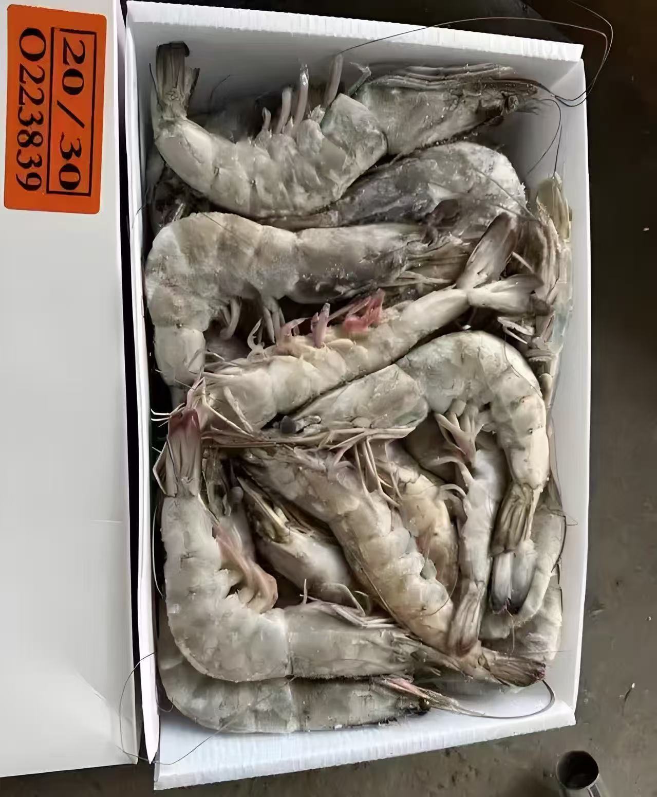 Cold Chain Plastic Box for Frozen Fish