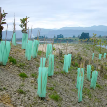 PP Corrugated Plastic Tree Wraps – Reusable Seedling Shield Panels