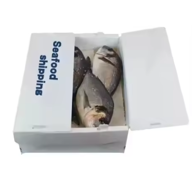 Insulated PP Hollow Sheet Packaging – Durable Solutions for Fresh Seafood
