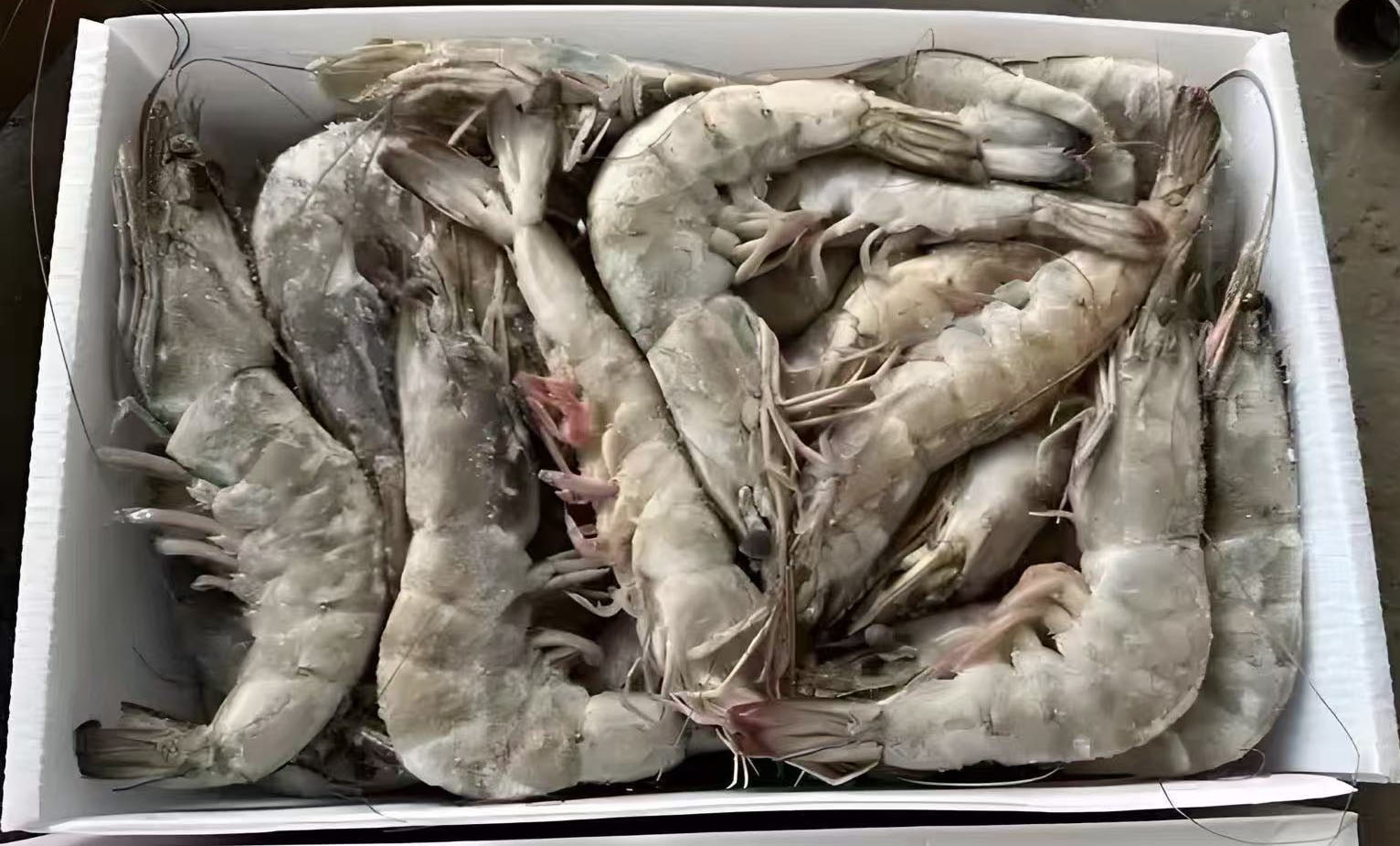 Shrimp Transport Corrugated Box