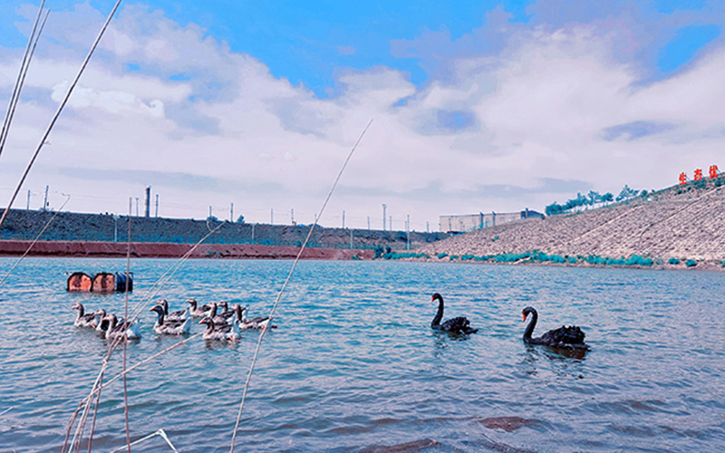 White clouds add color, swans play