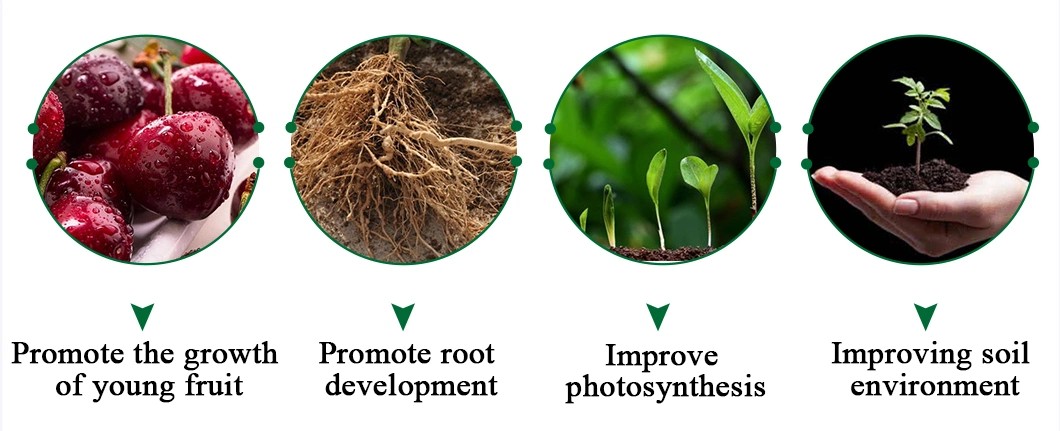 organic fertilizer seaweed extract powder plant fertilizer