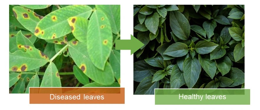 organic fertilizer seaweed extract powder plant fertilizer