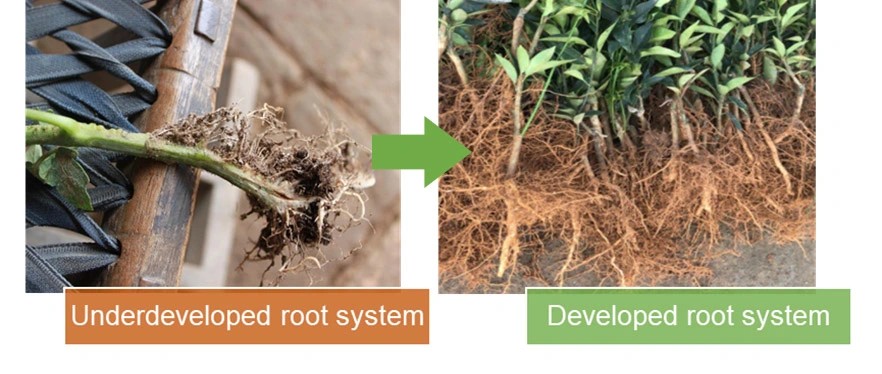 organic fertilizer seaweed extract powder plant fertilizer