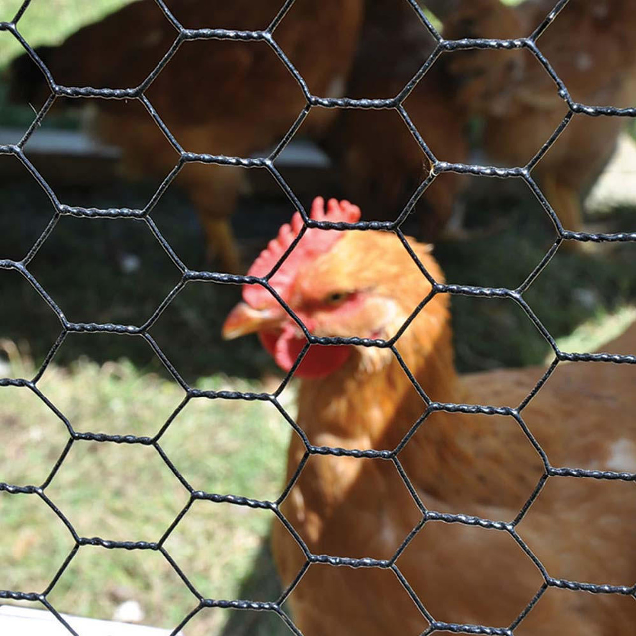 Pvc coated chicken wire mesh