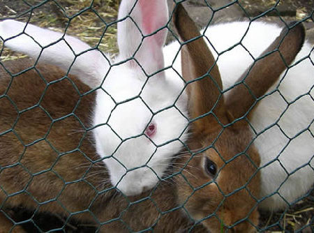 Pvc coated chicken wire mesh2.jpg