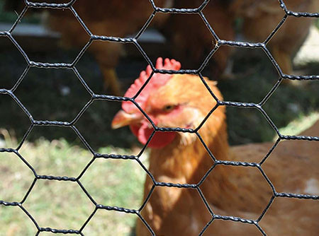 Pvc coated chicken wire mesh1.jpg
