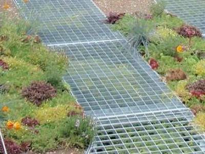There is walkway surrounded by flowers and grasses..jpg