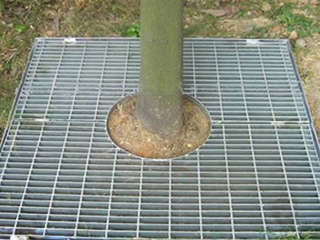 This is a tree root with steel grating tree pool cover..jpg