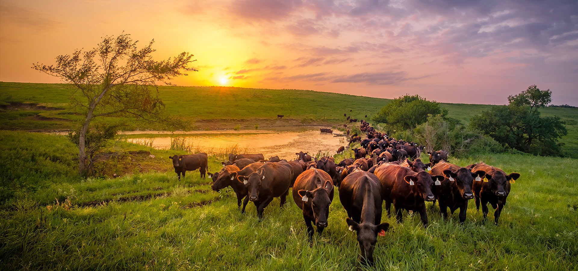 We produce a wide range of products that maintain animal health