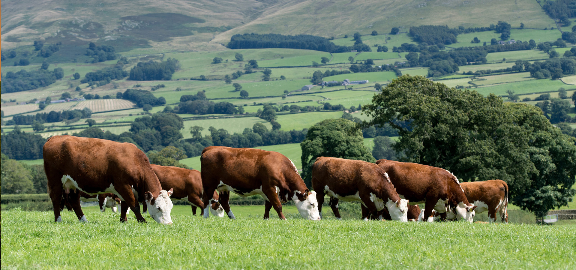 Protecting animal health and benefiting the breeding industry is our aim.