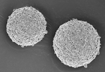 Thermal Spray Coating Powder Successful on Application.jpg Thermal Spray Coating Powder Successful on Application.jpg