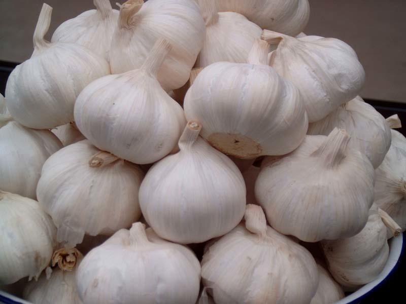 Garlic