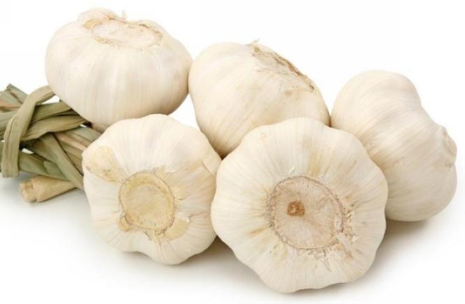 Garlic