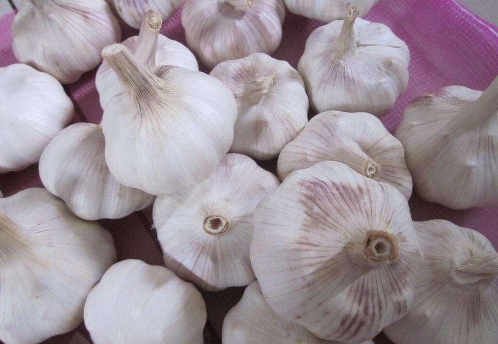 Garlic