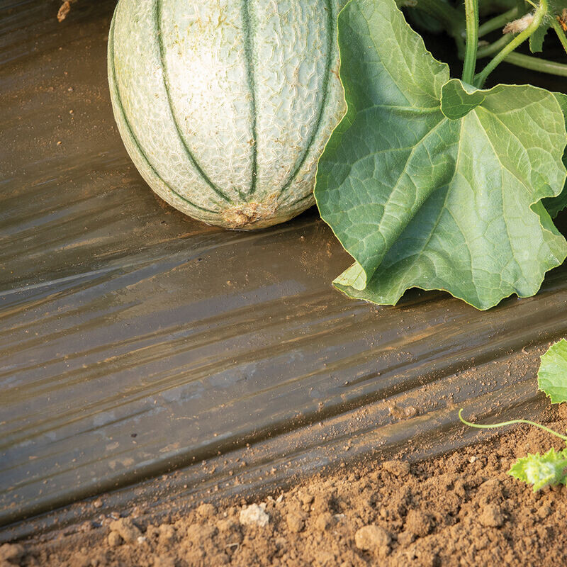 Agricultural silver black mulch film, weed control film, black weed control film