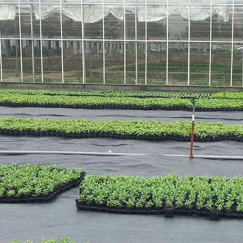Grass Proof Film Polypropylene Grass Resistant Fabric Horticultural Grass Prevention Net