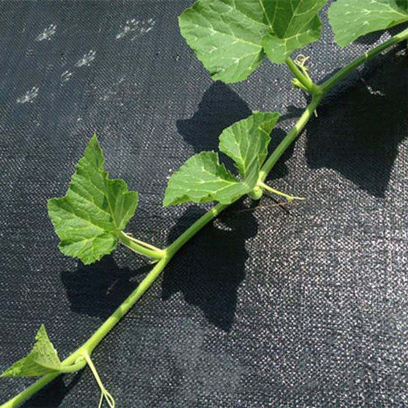 Weed barrier netting/ Pp Woven Fabric/Rainwater Permeable Plastic Weed Mat