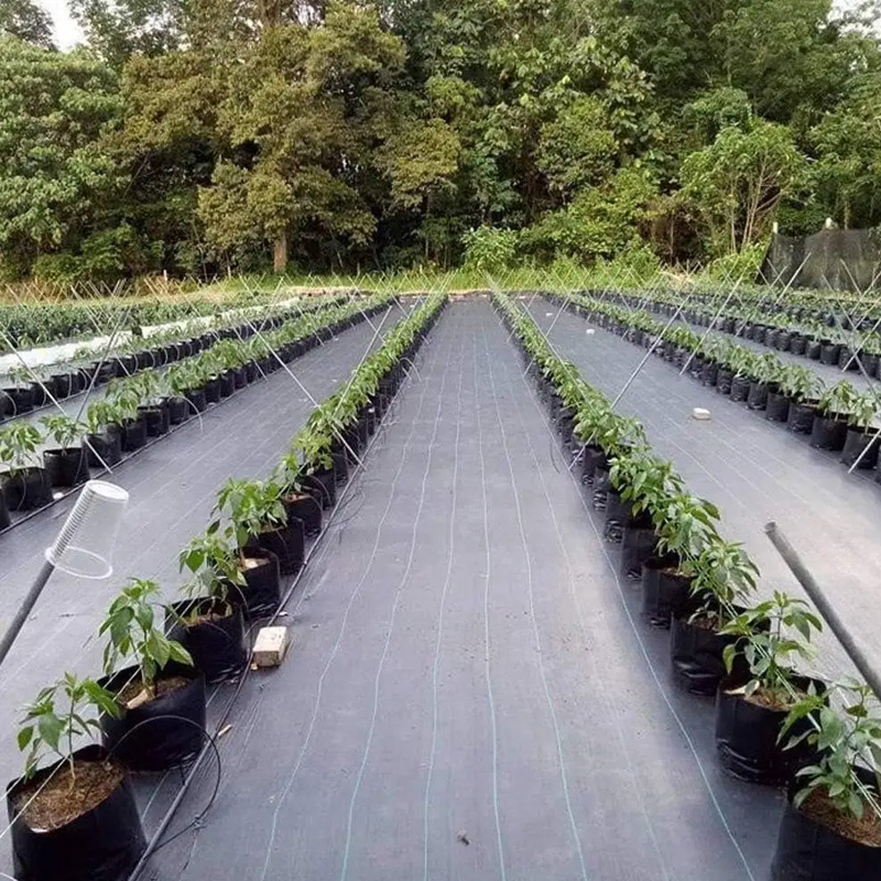 Black UV Protective Plastic Grass Cloth 90gsm Pp/Pe Weed Mat for Preventing Grass Growth