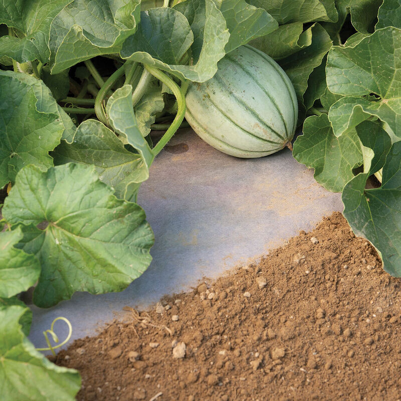 Plastic film for greenhouses