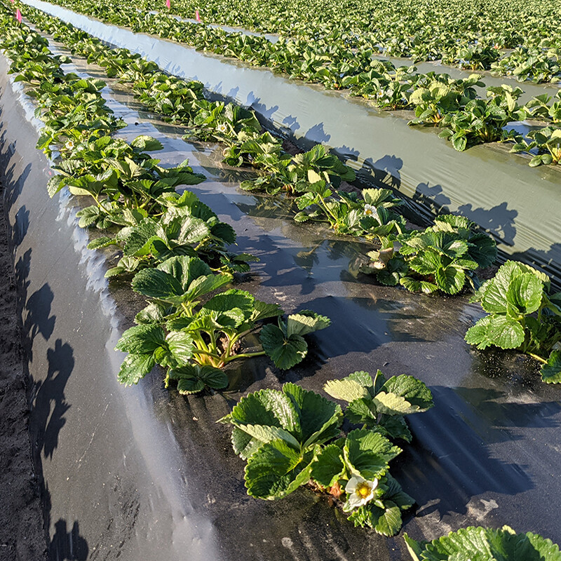 Agricultural silver black mulch film, weed control film, black weed control film