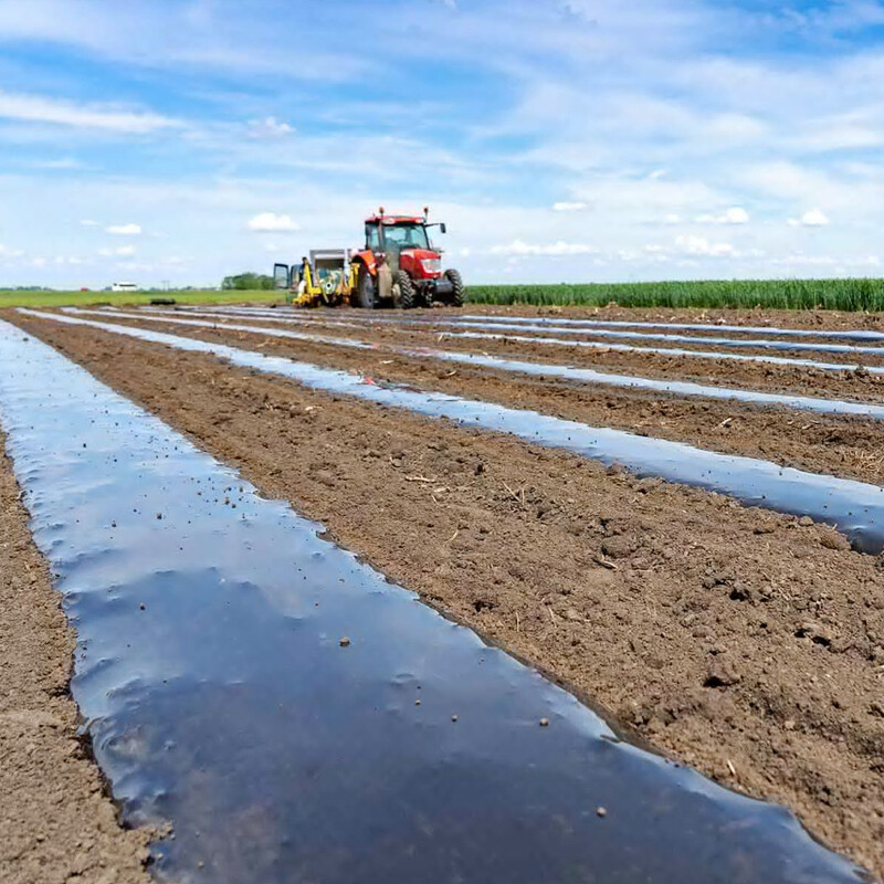 plastic packaging film roll black plastic wrap film mulch film