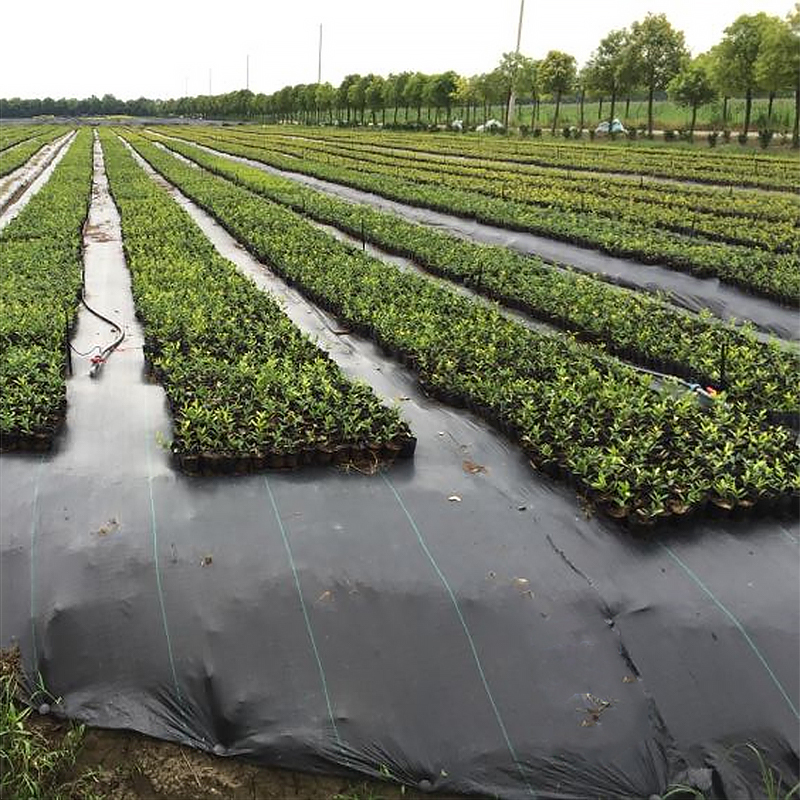Anti-weed net UV protection for orchards