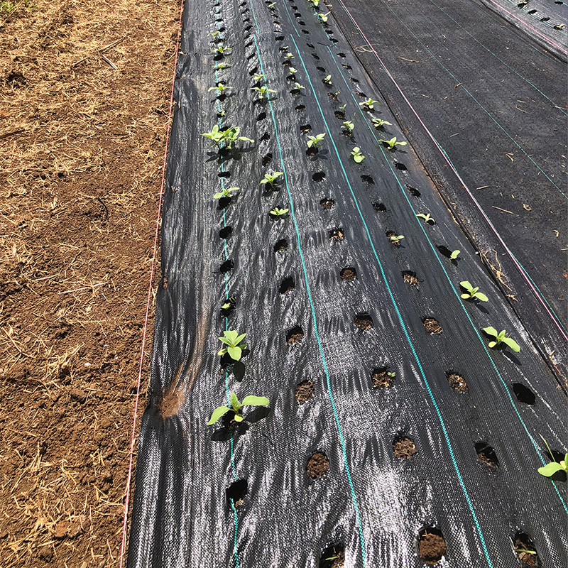 Anti-weed net UV protection for orchards