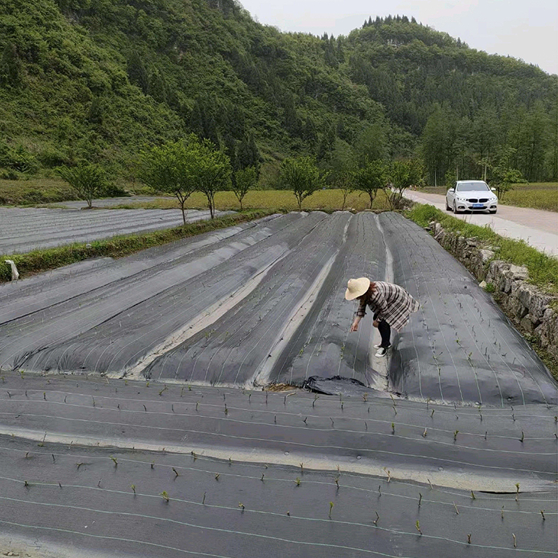 Customized 70-100Gsm Ground Cover Cloth/ Weed Control Mat/Anti-Weed Net