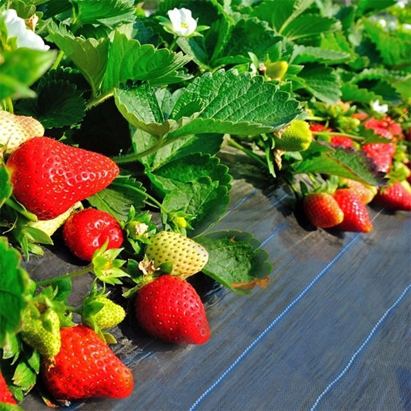 Orchard farm grass prevention net