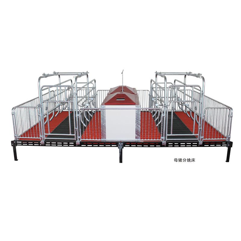 Коровник для опороса свиноматок